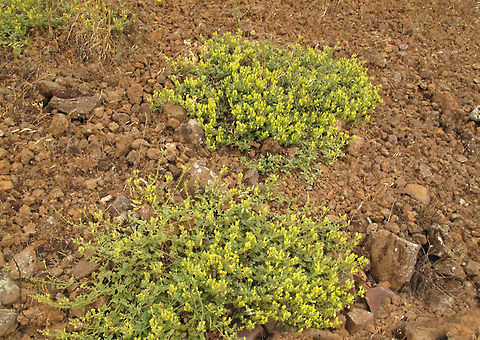 Scutellaria tomentosa Golan, Mt Avital, 1200m Geotagged,Scutellaria tomentosa,Spring
