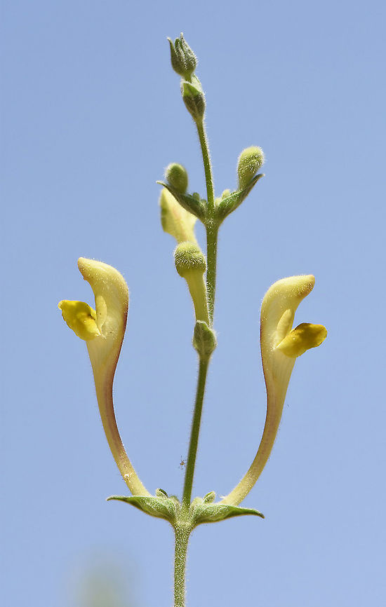 Scutellaria tomentosa  Scutellaria tomentosa