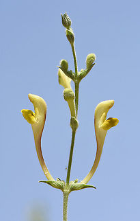 Scutellaria tomentosa  Scutellaria tomentosa