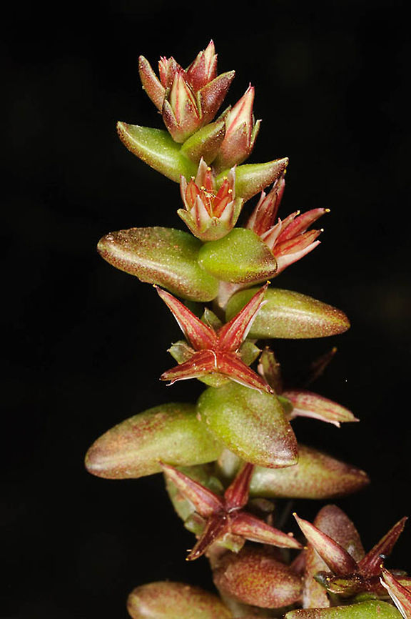 Sedum cespitosum Golan, Zuriman Geotagged,Sedum cespitosum,Spring