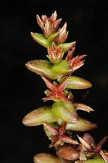 Sedum cespitosum Golan, Zuriman Geotagged,Sedum cespitosum,Spring