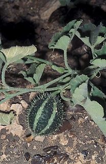 Cucumis prophetarum Mezokei Dragot Jnc, 6/2/03 Cucumis prophetarum,Geotagged,Winter