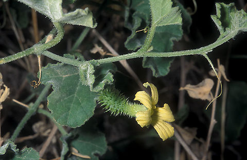 Cucumis prophetarum Dead Sea area - Mezokei Dragot Jnc., 6/2/03 Cucumis prophetarum,Geotagged,Winter