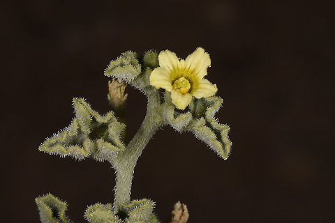 Cucumis prophetarum S Israel, N Hatrurim Cucumis prophetarum