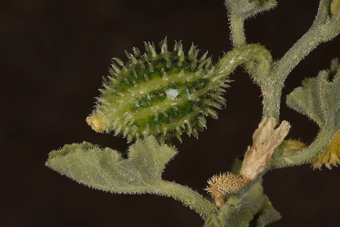 Cucumis prophetarum S Israel, N Hatrurim Cucumis prophetarum,Geotagged,Israel,Winter