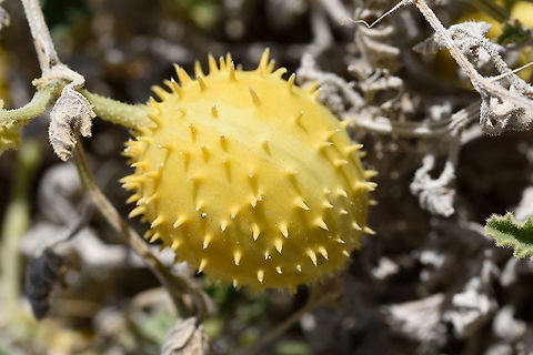 Cucumis prophetarum S Israel, N Hatrurim Cucumis prophetarum,Geotagged,Israel,Winter