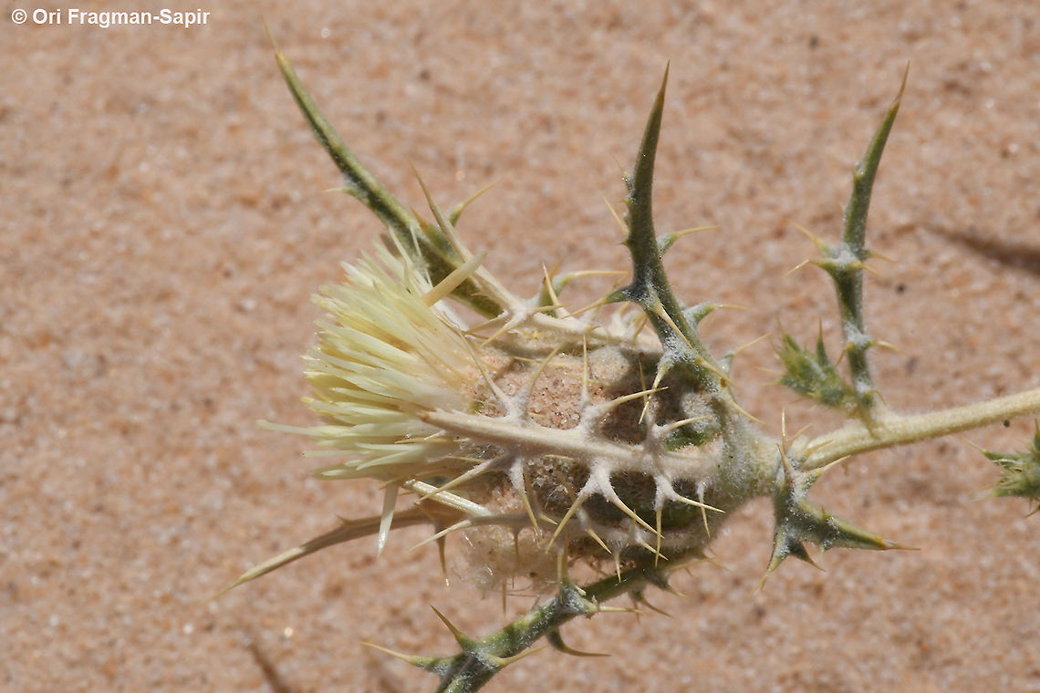 Atractylis carduus  Atractylis carduus,Geotagged,Spring