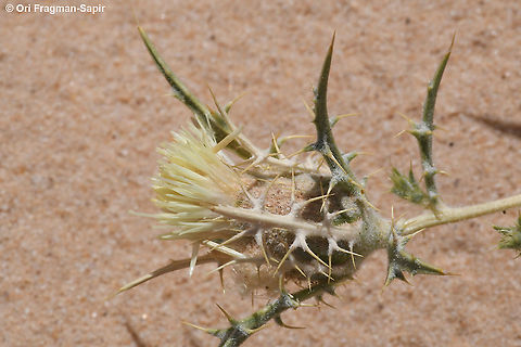 Atractylis carduus  Atractylis carduus,Geotagged,Spring