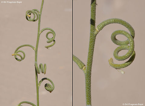 Matthiola arabica  Geotagged,Israel,Matthiola arabica,Spring