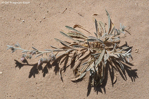 Convolvulus spicatus  Convolvulus spicatus,Geotagged,Israel,Spring