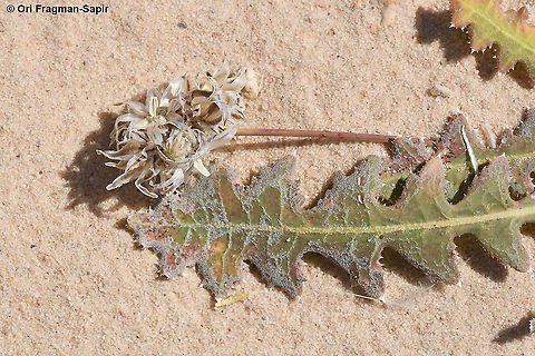 Launaea capitata  Geotagged,Israel,Launaea capitata,Spring