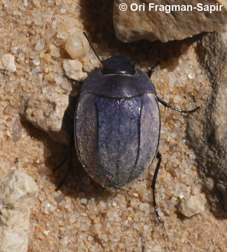 Zophosis bicarinata  Geotagged,Israel,Spring