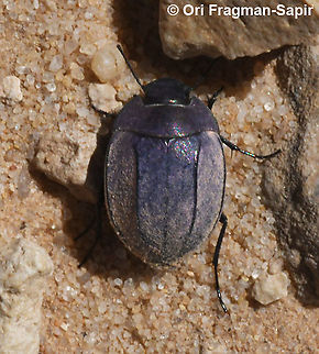 Zophosis bicarinata  Geotagged,Israel,Spring
