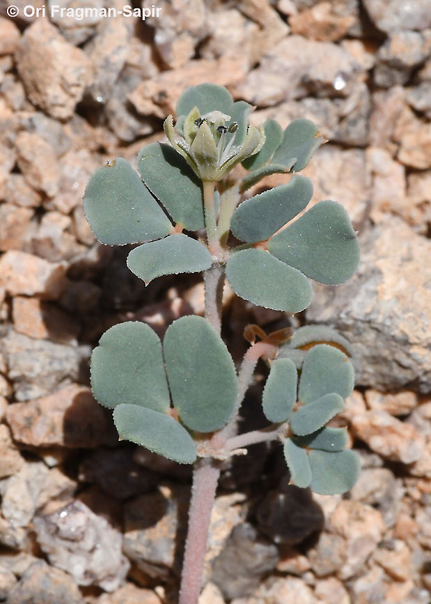 Seetzenia orientalis  Geotagged,Israel,Seetzenia orientalis,Spring