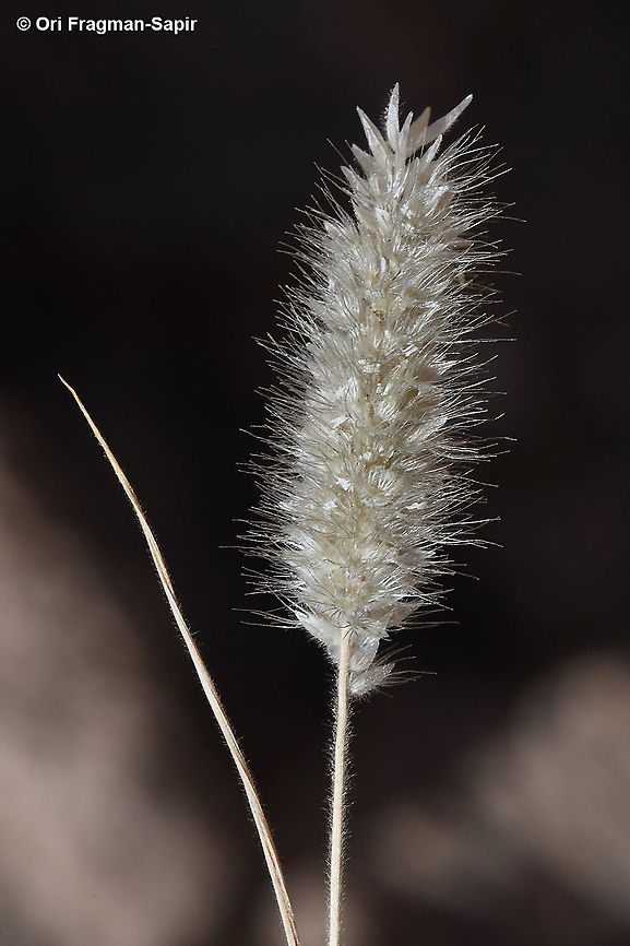 Enneapogon desvauxii  Enneapogon desvauxii,Geotagged,Israel,Spring