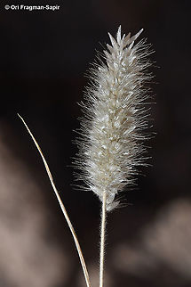 Enneapogon desvauxii  Enneapogon desvauxii,Geotagged,Israel,Spring