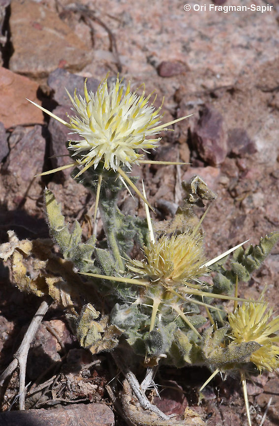 Centaurea sinaica  Centaurea sinaica,Geotagged,Israel,Spring