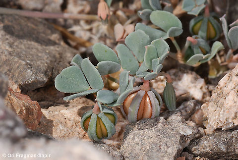 Seetzenia orientalis  Geotagged,Israel,Seetzenia orientalis,Spring