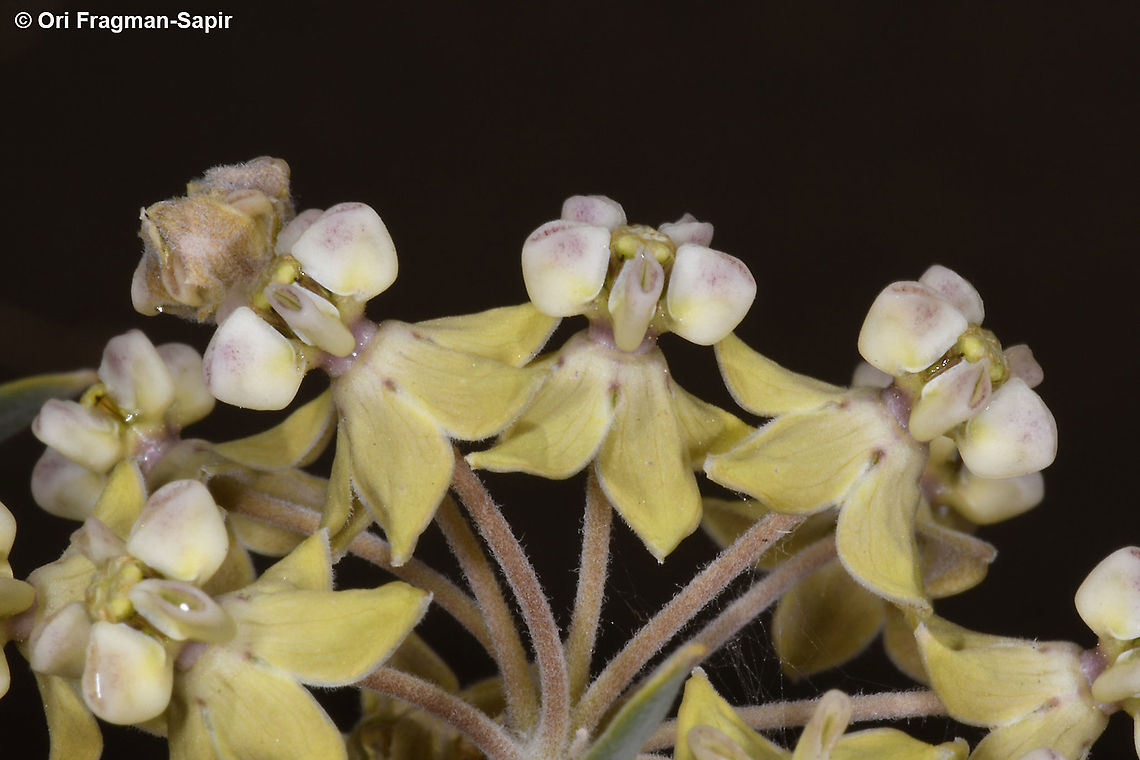 Gomphocarpus sinaicus  Geotagged,Gomphocarpus sinaicus,Israel,Spring