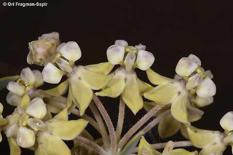 Gomphocarpus sinaicus  Geotagged,Gomphocarpus sinaicus,Israel,Spring