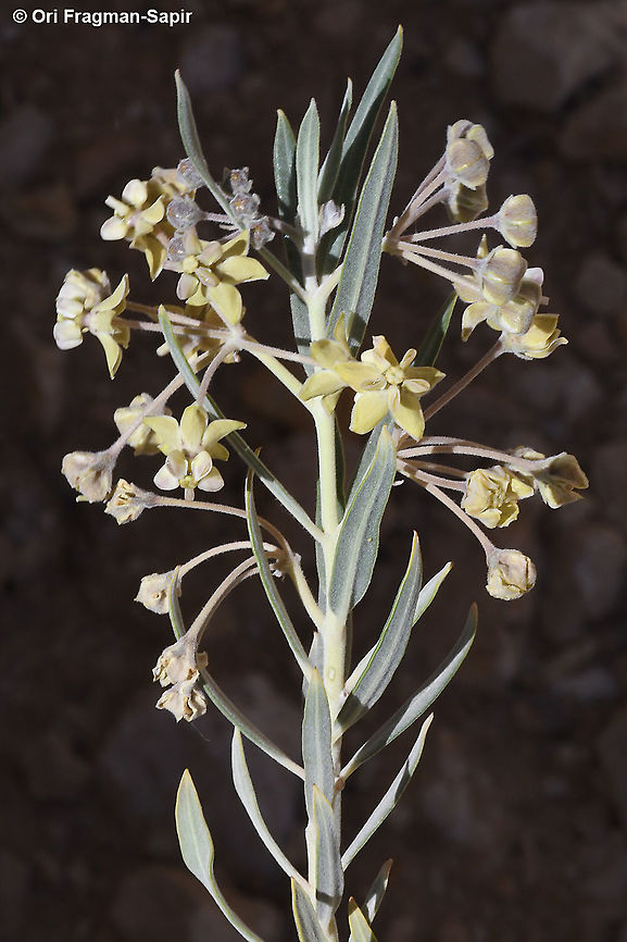 Gomphocarpus sinaicus  Geotagged,Gomphocarpus sinaicus,Israel,Spring