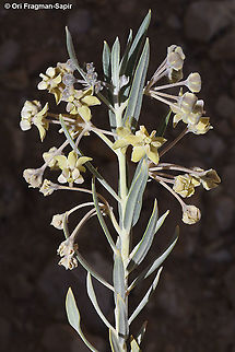 Gomphocarpus sinaicus  Geotagged,Gomphocarpus sinaicus,Israel,Spring