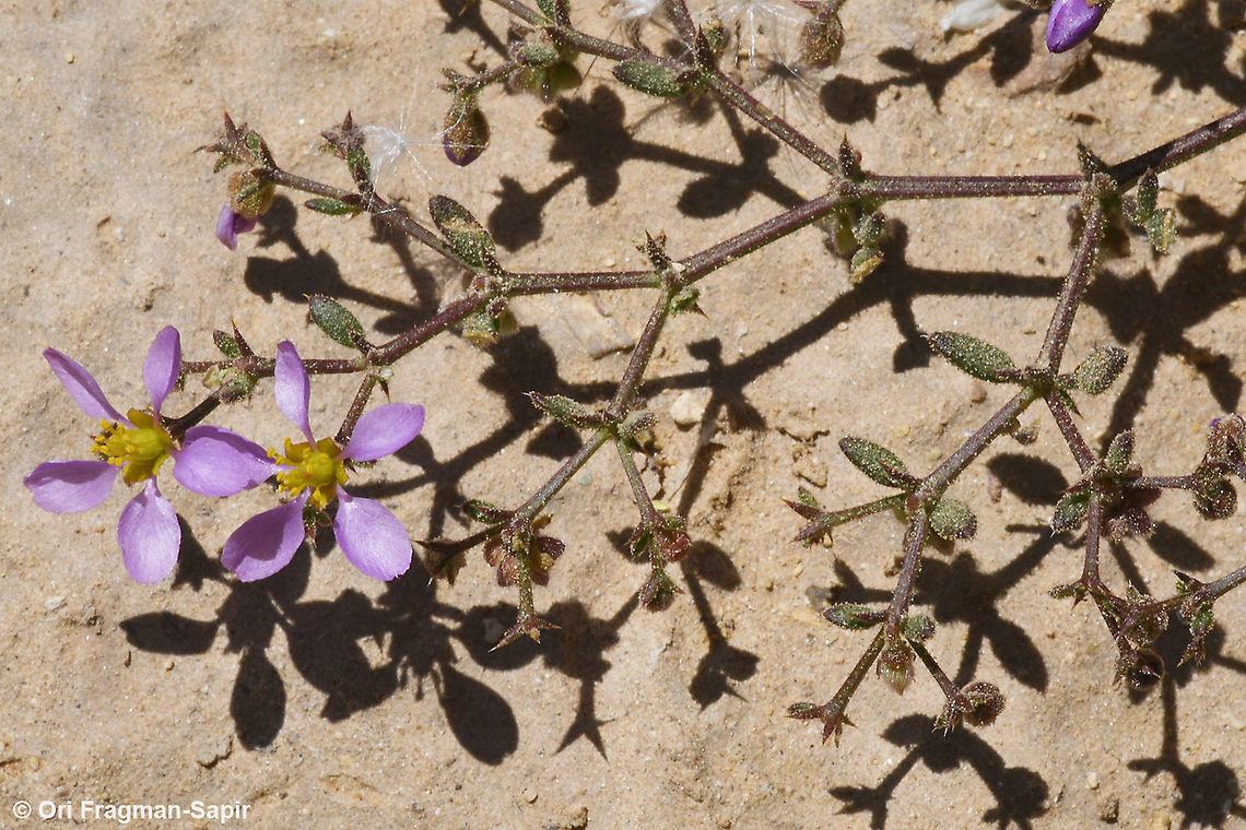 Fagonia scabra  Fagonia scabra,Geotagged,Israel,Spring