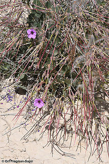 Erodium arborescens  Erodium arborescens,Geotagged,Israel,Spring