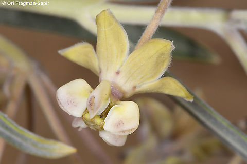 Gomphocarpus sinaicus  Geotagged,Gomphocarpus sinaicus,Israel,Spring