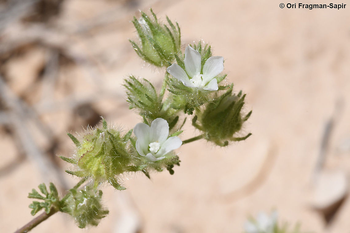 Althaea ludwigii  Althaea ludwigii,Geotagged,Israel,Spring