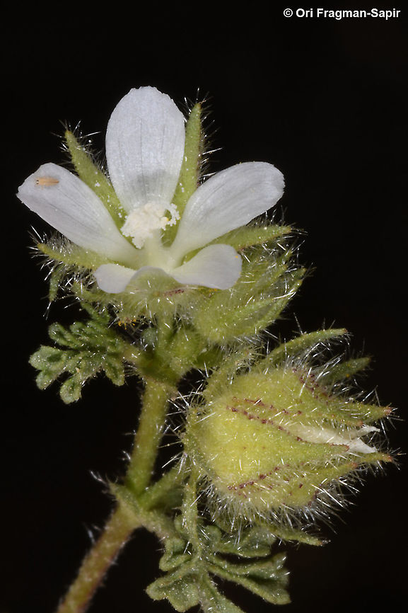 Althaea ludwigii  Althaea ludwigii