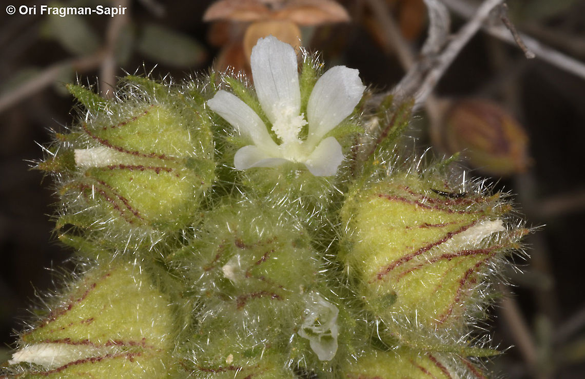 Althaea ludwigii  Althaea ludwigii,Geotagged,Israel,Spring