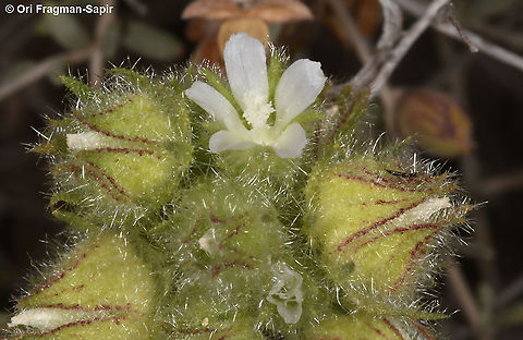 Althaea ludwigii  Althaea ludwigii,Geotagged,Israel,Spring