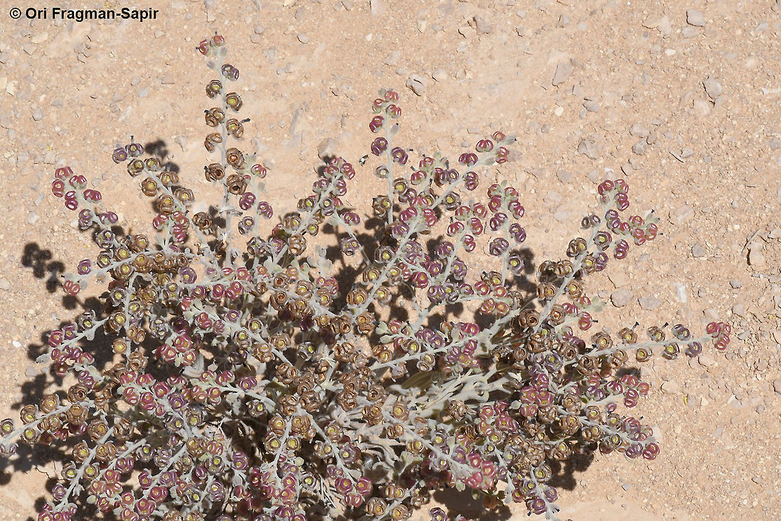 Paracaryum rugulosum  Geotagged,Israel,Paracaryum rugulosum,Spring