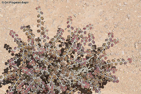 Paracaryum rugulosum  Geotagged,Israel,Paracaryum rugulosum,Spring