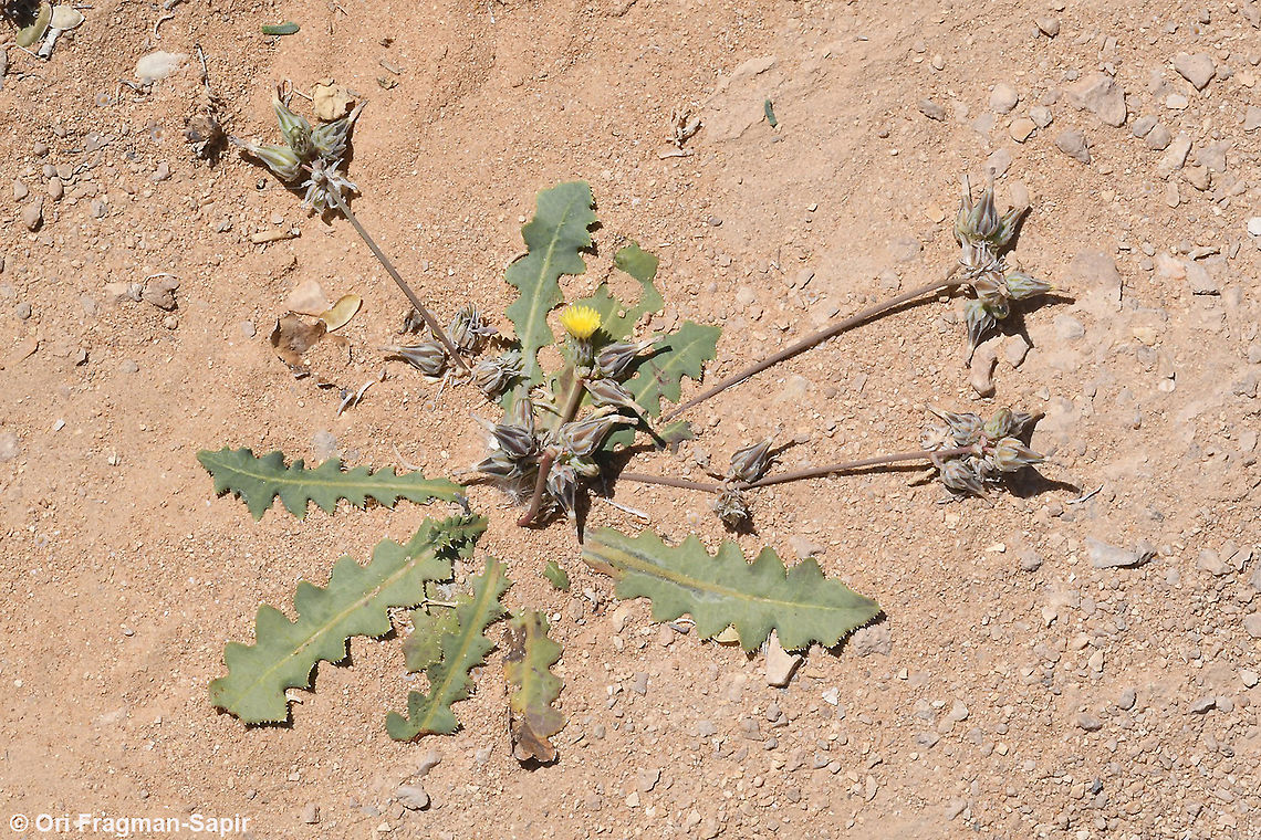 Launaea capitata  Geotagged,Israel,Launaea capitata,Spring