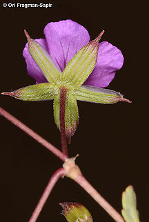 Erodium glaucophyllum  Erodium glaucophyllum,Geotagged,Israel,Spring