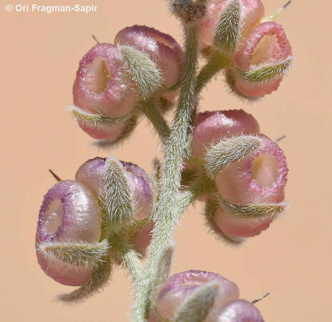 Paracaryum rugulosum  Geotagged,Israel,Paracaryum rugulosum,Spring