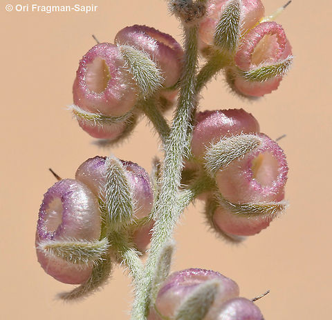 Paracaryum rugulosum  Geotagged,Israel,Paracaryum rugulosum,Spring