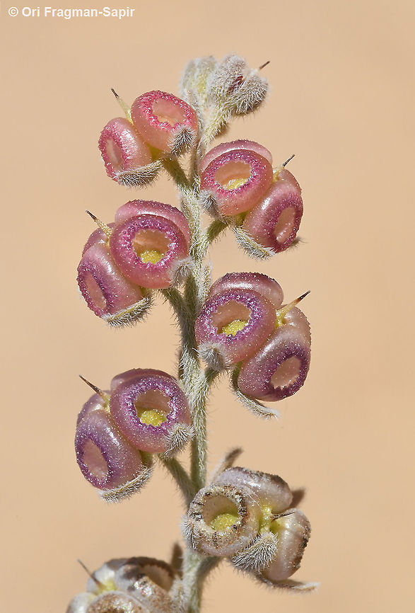 Paracaryum rugulosum  Geotagged,Israel,Paracaryum rugulosum,Spring