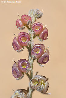 Paracaryum rugulosum  Geotagged,Israel,Paracaryum rugulosum,Spring