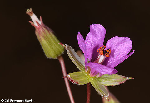 Erodium glaucophyllum  Erodium glaucophyllum