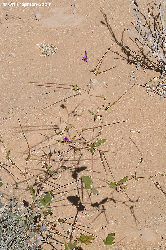 Erodium glaucophyllum  Erodium glaucophyllum,Geotagged,Israel,Spring