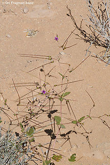 Erodium glaucophyllum  Erodium glaucophyllum,Geotagged,Israel,Spring