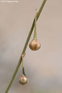 Asphodelus refractus