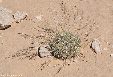 Stipagrostis obtusa  Geotagged,Israel,Spring,Stipagrostis obtusa