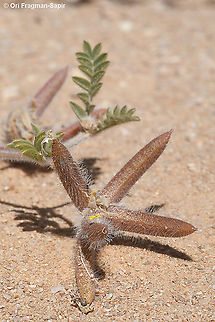 Astragalus schimperi  Astragalus schimperi,Geotagged,Israel,Spring