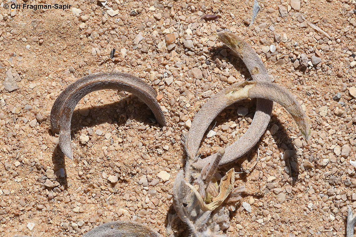 Astragalus intercedens  Astragalus intercedens,Geotagged,Israel,Spring