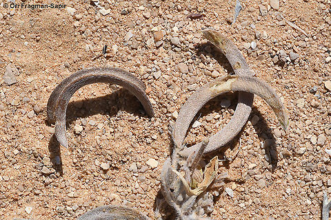 Astragalus intercedens