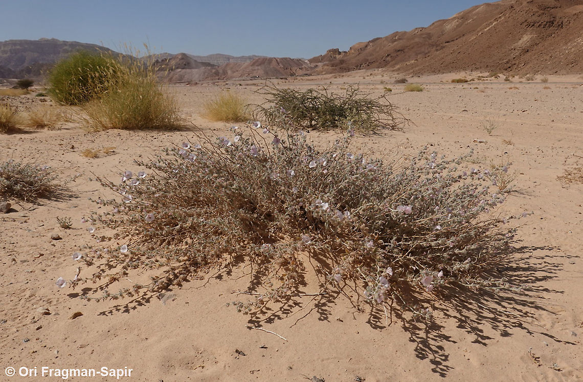 Convolvulus spicatus  Convolvulus spicatus,Geotagged,Israel,Spring